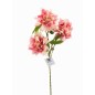 DALIA X3 79 CM ROSA