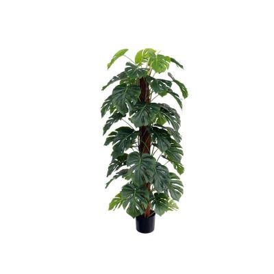 PLANTA MONSTERA X48 T/COCO 152 cm