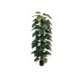 PLANTA MOSNTERA X63 T/COCO 182 CM