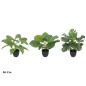 MACETA PLANTA X12 51 CM MOD A (S)