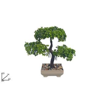 PLANTA BONSAI