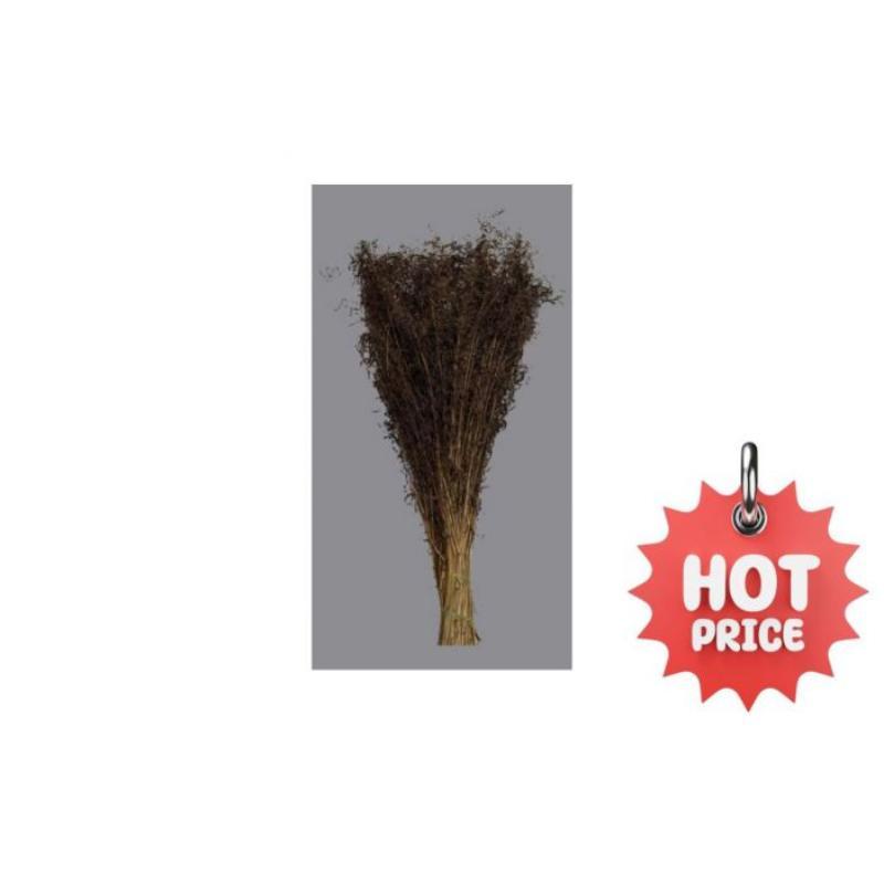 MUNNI GRASS MARRON OSC 200 GR 50-85H CM
