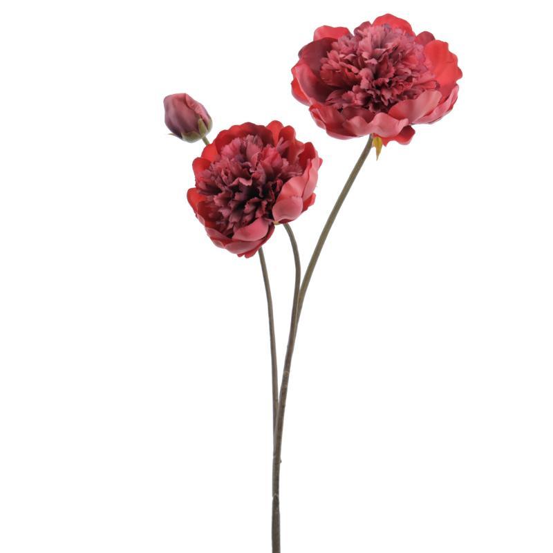 PEONIA X3 CORAL