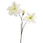 AMARYLLIS 88 CM BLANCO VERDE