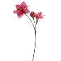AMARYLLIS 88 CM FUCSIA