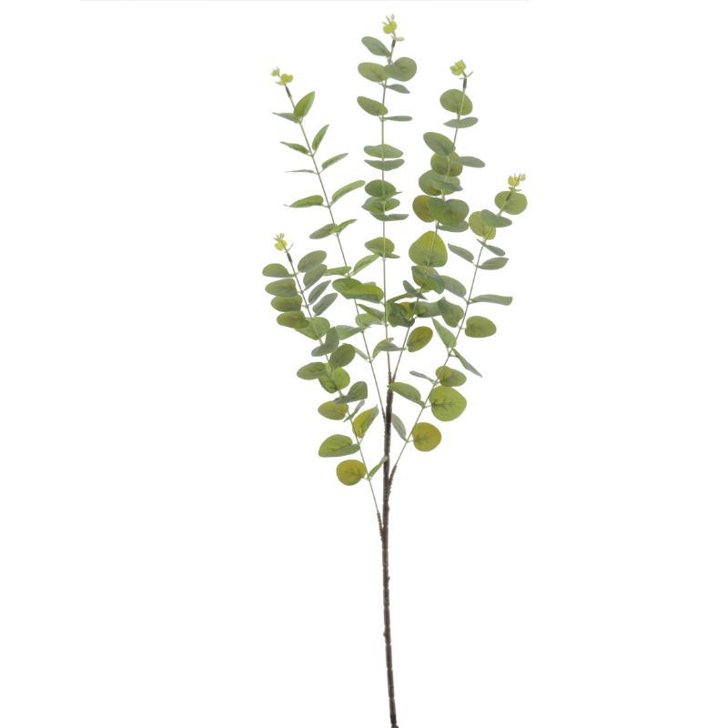 EUCALYPTUS VERDE