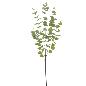 EUCALYPTUS VERDE