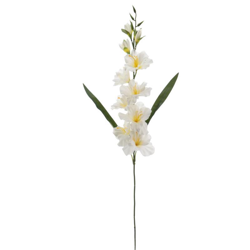 GLADIOLO CREMA