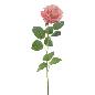 ROSA SALMON