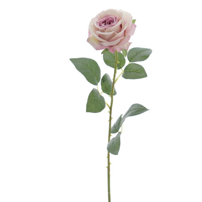 ROSA MALVA
