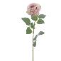 ROSA MALVA