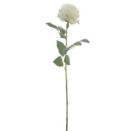 ROSA CREMA