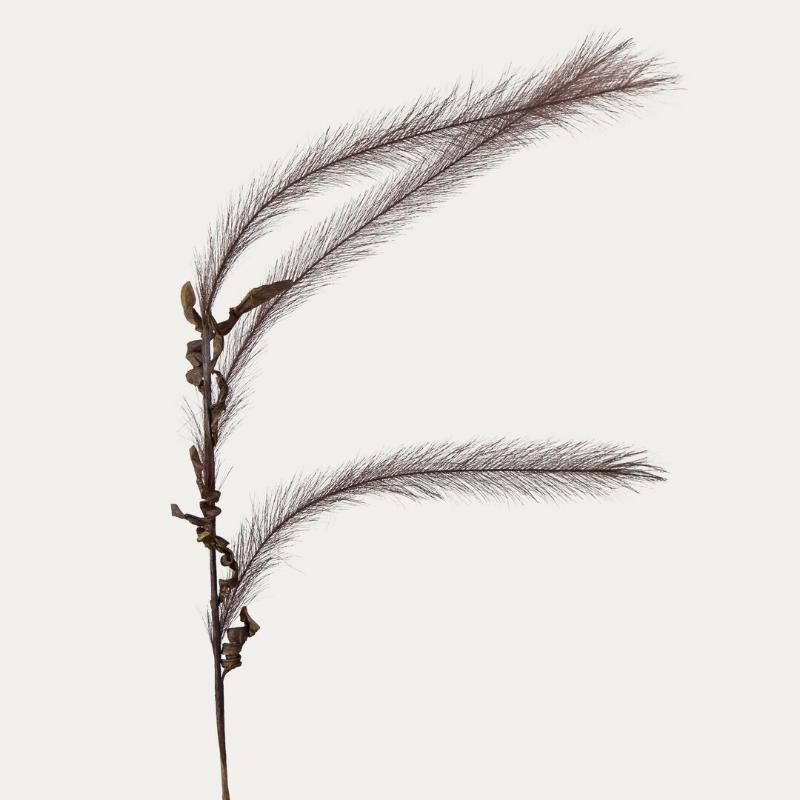 PAMPA X3 1.20CM BURGUNDI