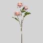 ROSA X 3 70 CM CORAL