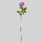 ROSA X1 72 CM LILA