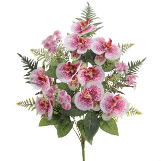 PALMA PHANELOPSIS FUCSIA
