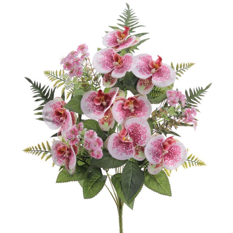 PALMA PHANELOPSIS FUCSIA