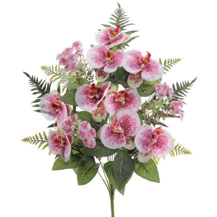 PALMA PHANELOPSIS FUCSIA