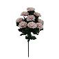 CLAVEL MICROPEACH X9 CREMA