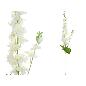 VARA DELPHINIUM (S) -86 CM CREMA