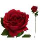 VARA ROSA CAROLINA (A) 67 CM ROJO