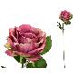 VARA ROSA CAROLINA (A) 67 CM FUCSIA