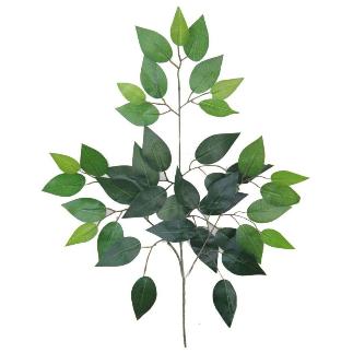 PAQ.12 VARAS FICUS VERDE