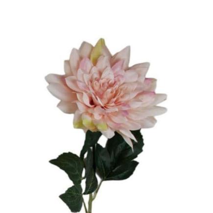 V.DALIA GRANDE MELOCOTON