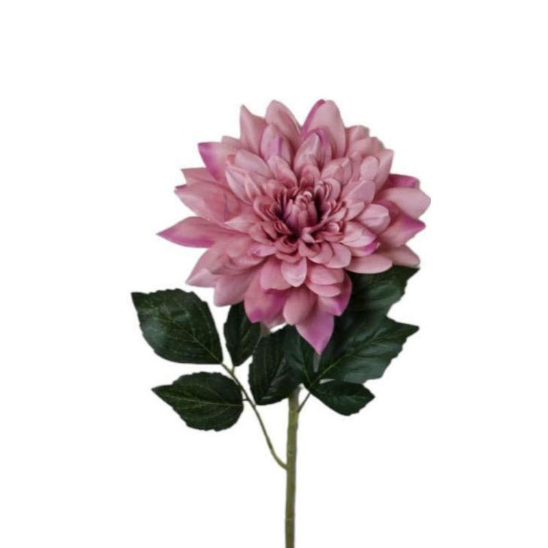 V.DALIA GRANDE SALMON