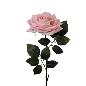 V.ROSA GIGANTE 105 CM MELOCOTON