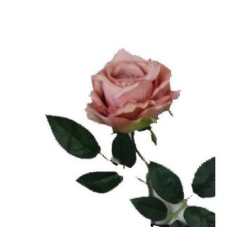 VARA ROSA OTOÑAL MELOCOTON