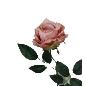 VARA ROSA OTOÑAL MELOCOTON