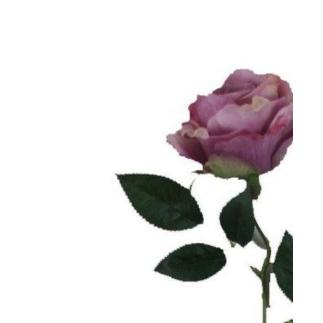 VARA ROSA OTOÑAL LILA