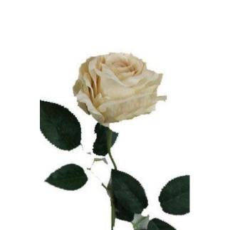 VARA ROSA OTOÑAL CREMA