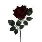 V.ROSA GIGANTE 105 CM ROJO
