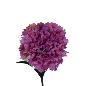 V.CLAVEL MICROPEACH LILA