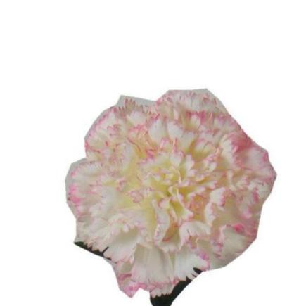 V.CLAVEL MICROPEACH CREMA