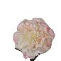 V.CLAVEL MICROPEACH CREMA