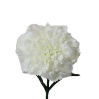 V.CLAVEL MICROPEACH BLANCO
