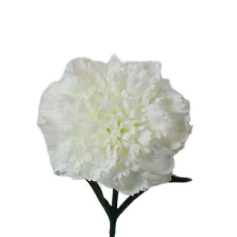 V.CLAVEL MICROPEACH BLANCO