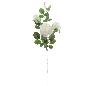 ROSA X3 AVALANCHE CREMA