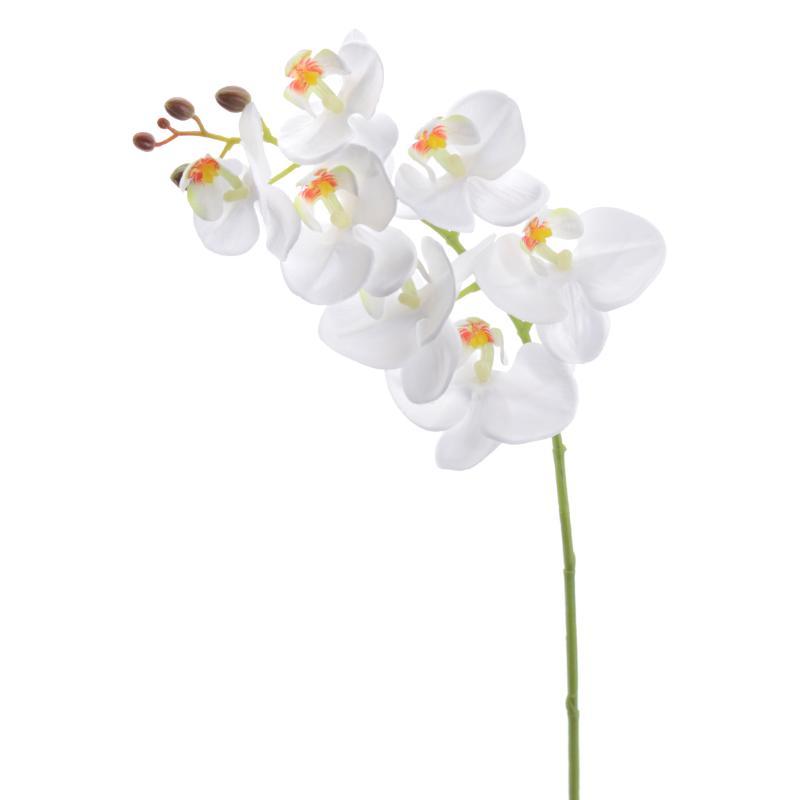 PHALENOPSIS BLANCO