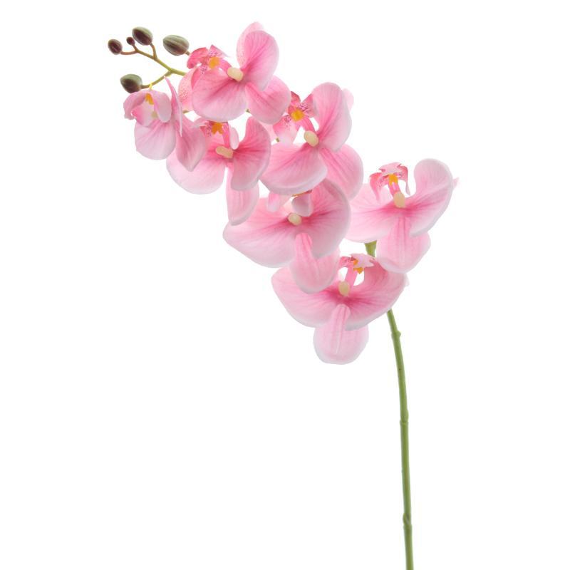 PHALENOPSIS ROSA