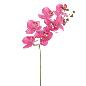 PHALENOPSIS FUCSIA