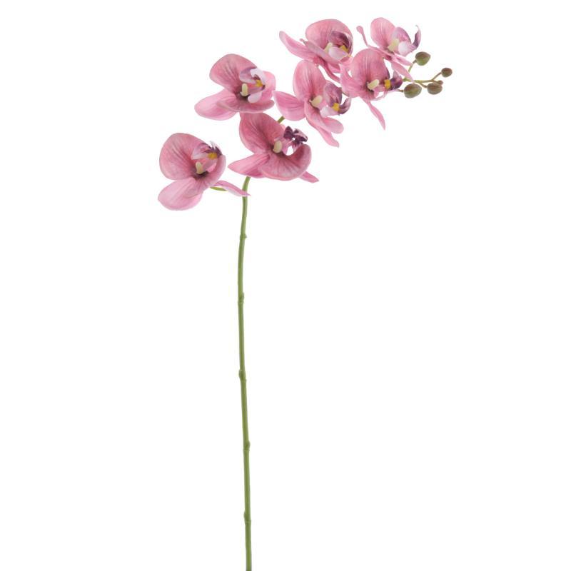 PHALENOPSIS MALVA
