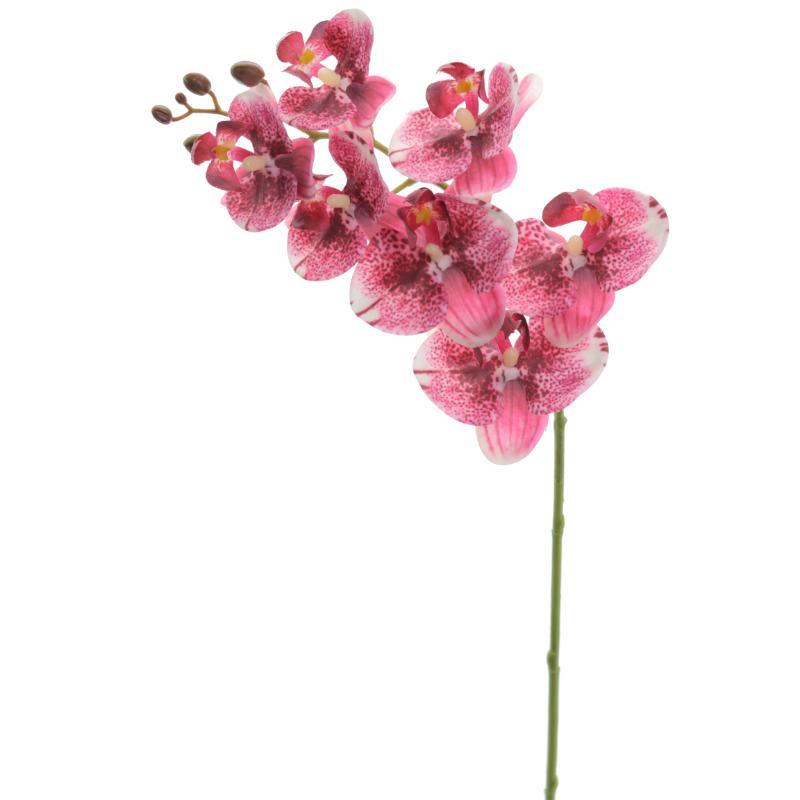 PHALENOPSIS CREMA FUCSIA