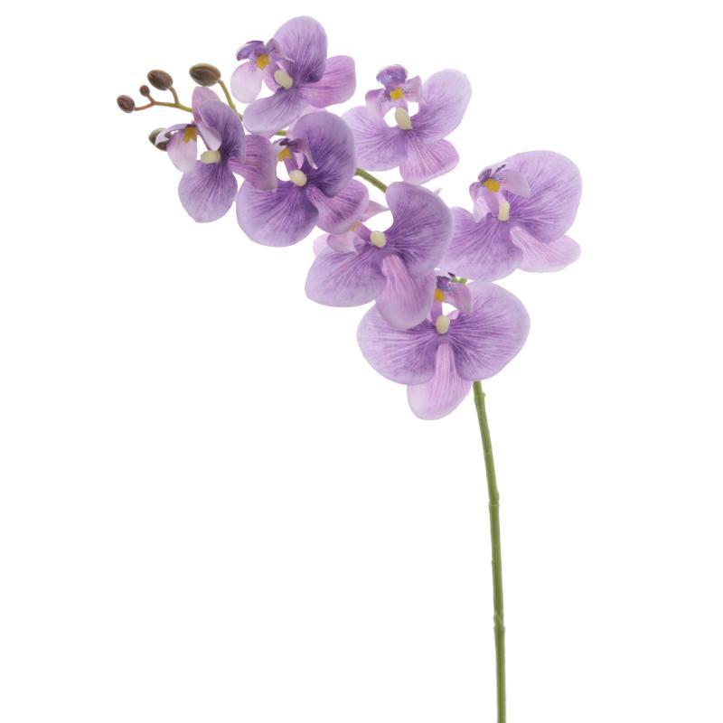 PHALENOPSIS PURPURA