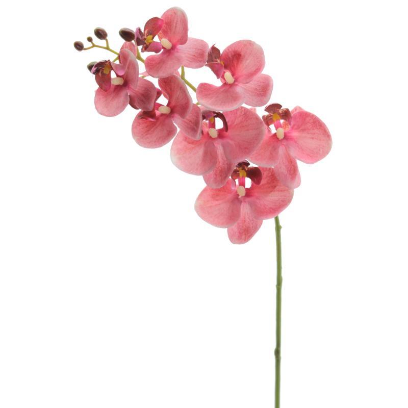 PHALENOPSIS CORAL