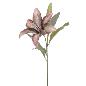 LILIUM FUCSIA VERDE