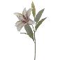 LILIUM PISTACHO